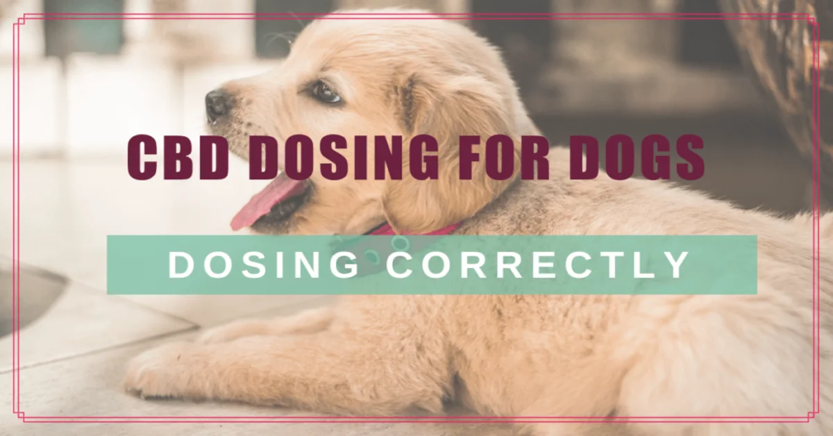 The Ultimate Guide to CBD Dosing for Dogs