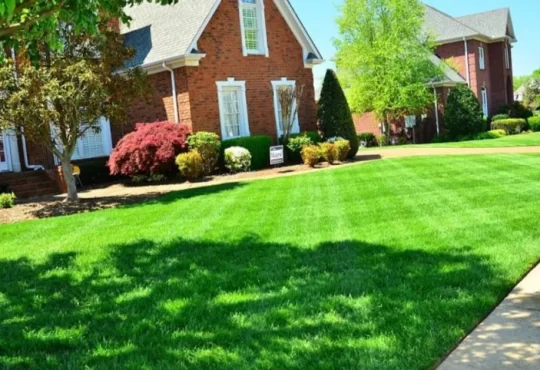 Healthy and Beautiful Lawn