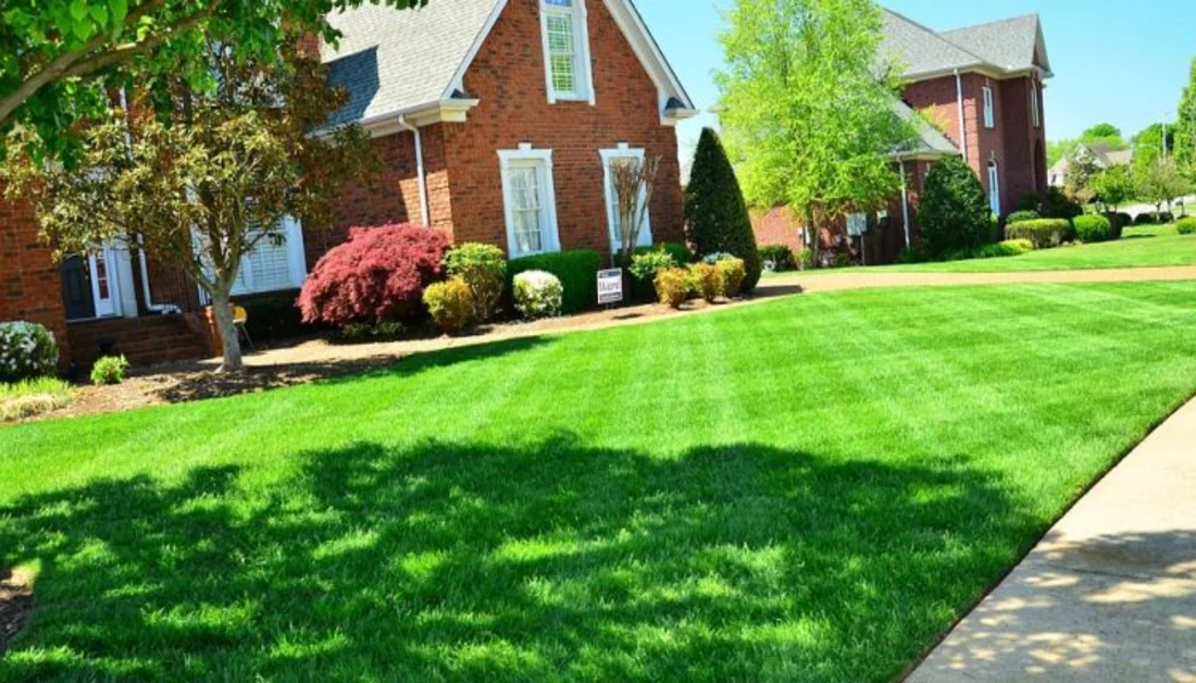 Healthy and Beautiful Lawn