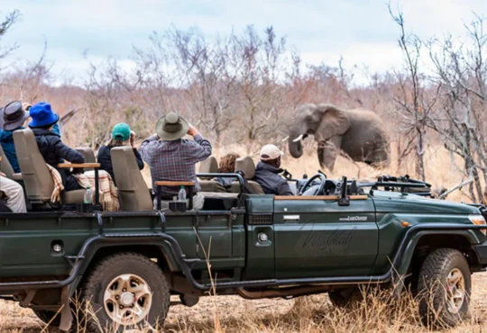 Safari Magic: Experiencing the Thrill of South African Game Reserves