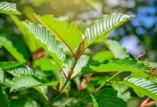 The Ultimate Guide to Canada's Kratom Market