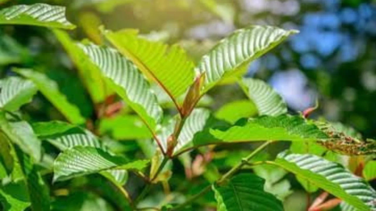 The Ultimate Guide to Canada's Kratom Market